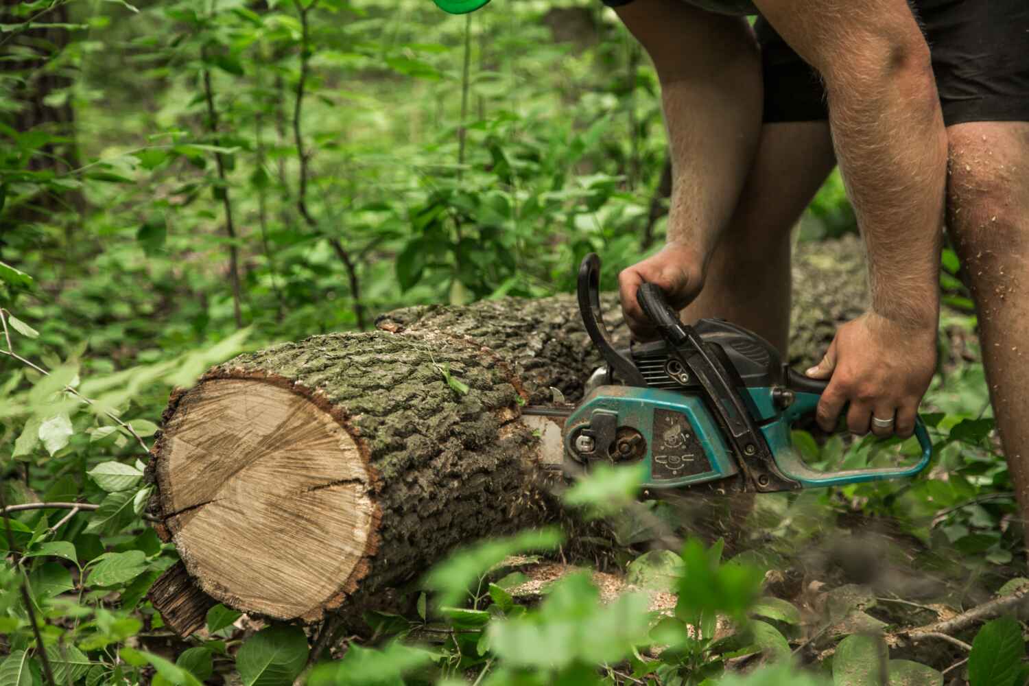 Emergency Storm Tree Removal in Santa Clara, OR